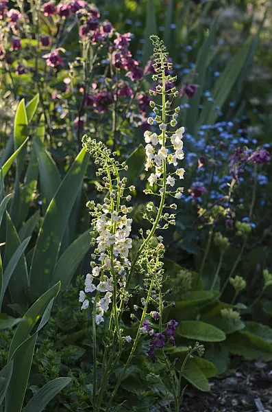 496280 - Purple mullein (Verbascum phoeniceum)
