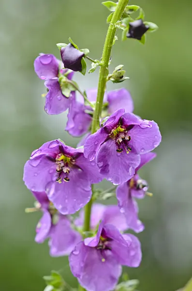 520220 - Purple mullein (Verbascum phoeniceum)