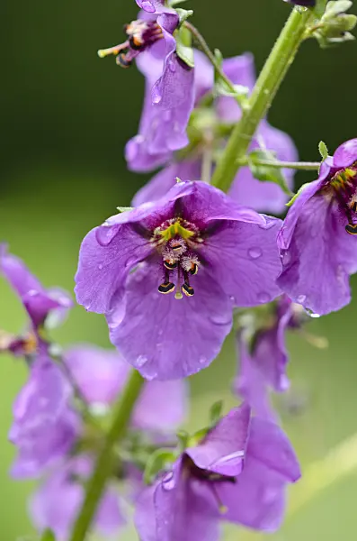 520222 - Purple mullein (Verbascum phoeniceum)