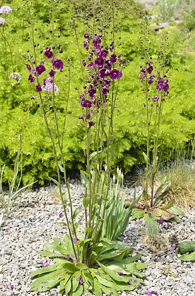 520472 - Purple mullein (Verbascum phoeniceum)