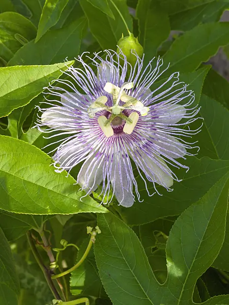 405031 - Purple passion flower (Passiflora incarnata)