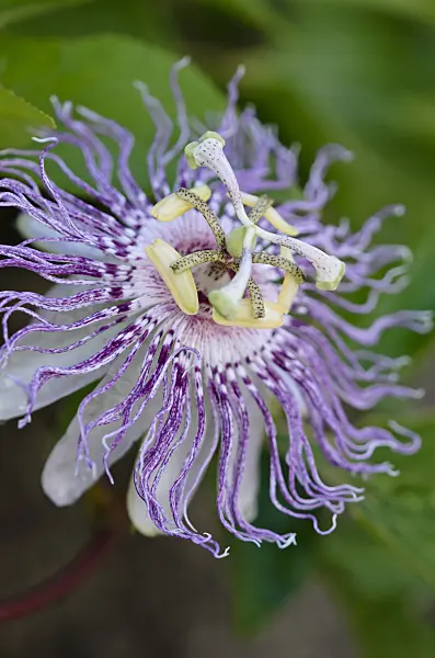 523074 - Purple passion flower (Passiflora incarnata)
