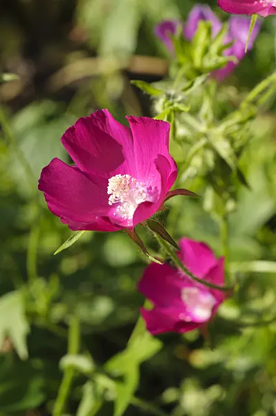 476036 - Purple poppy mallow (Callirhoe involucrata)