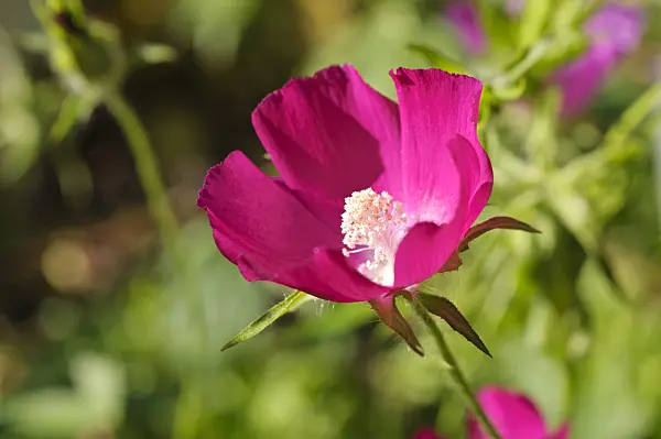 476037 - Purple poppy mallow (Callirhoe involucrata)