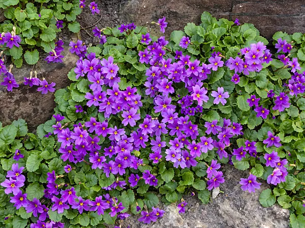 437179 - Purple primrose (Primula juliae)
