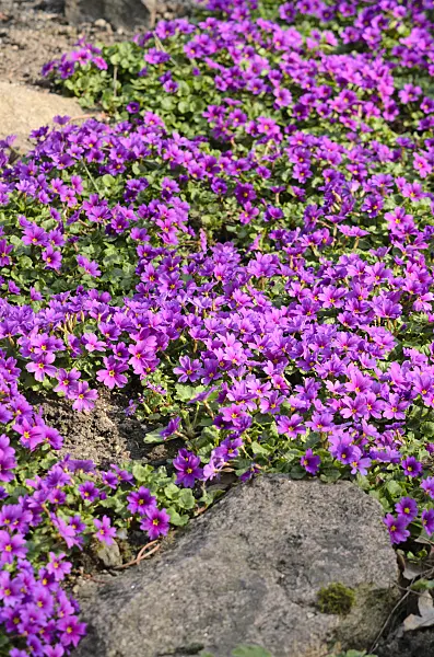 519128 - Purple primrose (Primula juliae)