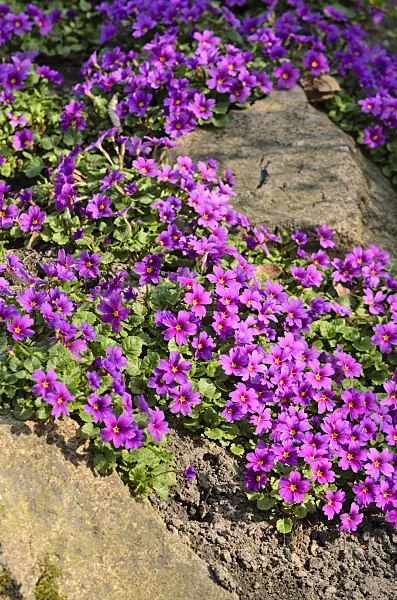 519129 - Purple primrose (Primula juliae)