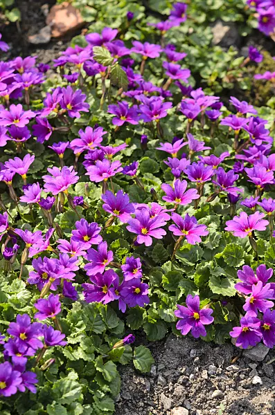 519131 - Purple primrose (Primula juliae)