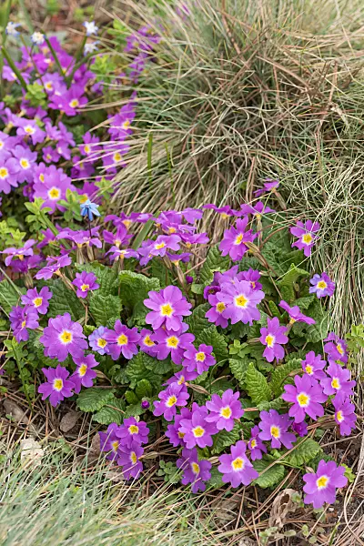 664327 - Purple primrose (Primula juliae)