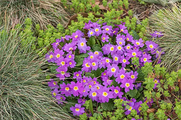 664328 - Purple primrose (Primula juliae)