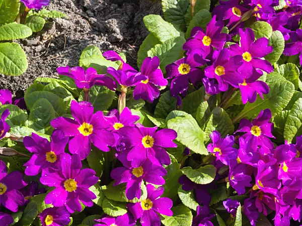 400143 - Purple primrose (Primula juliae 'Ostergruss')