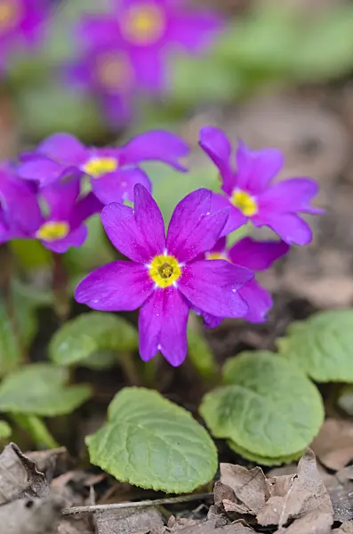 543041 - Purple primrose (Primula juliae 'Ostergruss')