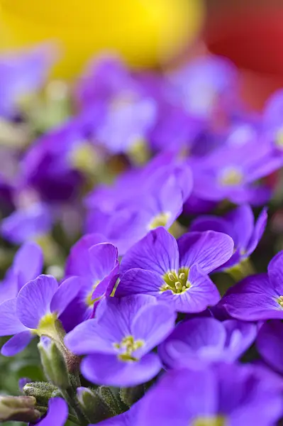 483136 - Purple rock cress (Aubrieta deltoidea)