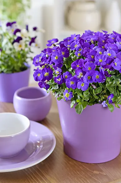 483143 - Purple rock cress (Aubrieta deltoidea)