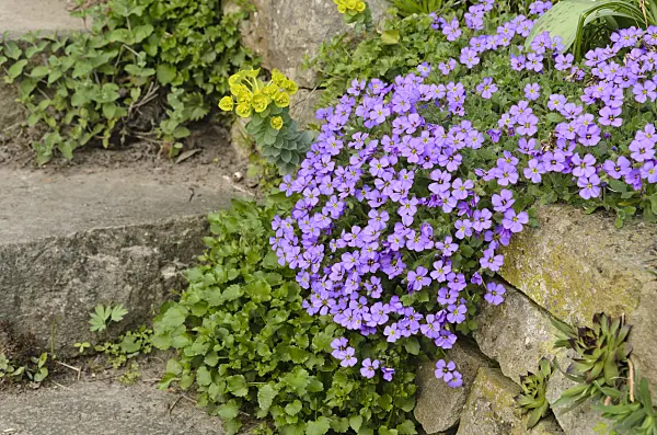 495172 - Purple rock cress (Aubrieta deltoidea)