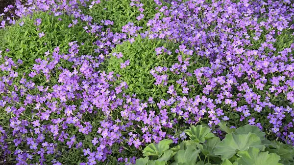 507218 - Purple rock cress (Aubrieta deltoidea)