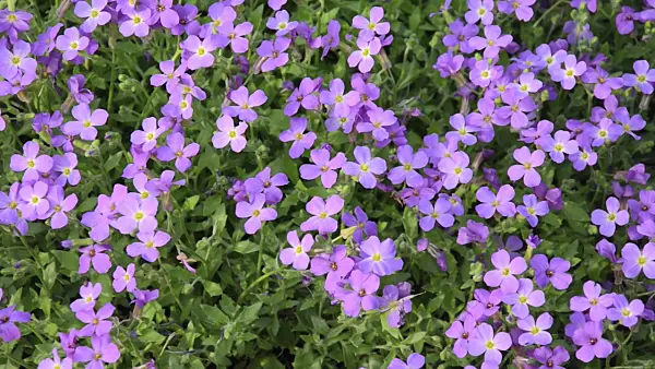 507219 - Purple rock cress (Aubrieta deltoidea)