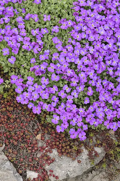 519187 - Purple rock cress (Aubrieta deltoidea)
