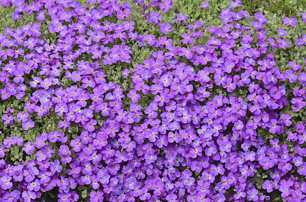 519188 - Purple rock cress (Aubrieta deltoidea)