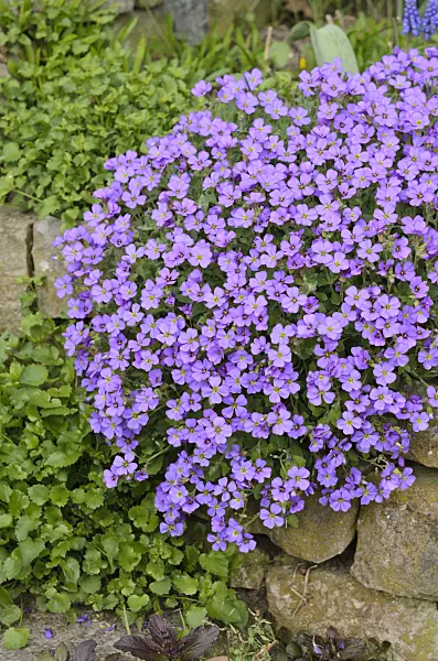 520007 - Purple rock cress (Aubrieta deltoidea)