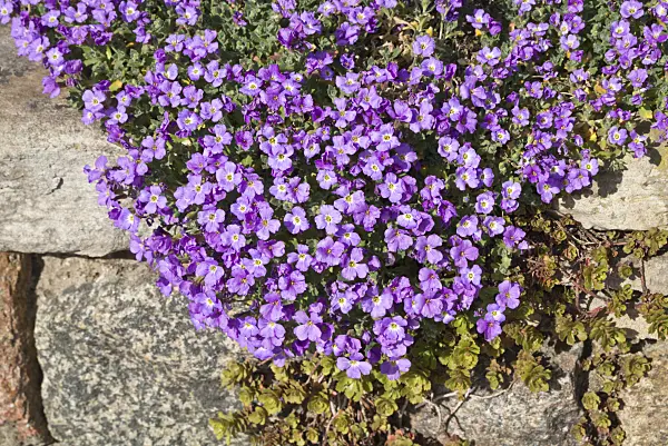 610004 - Purple rock cress (Aubrieta deltoidea)