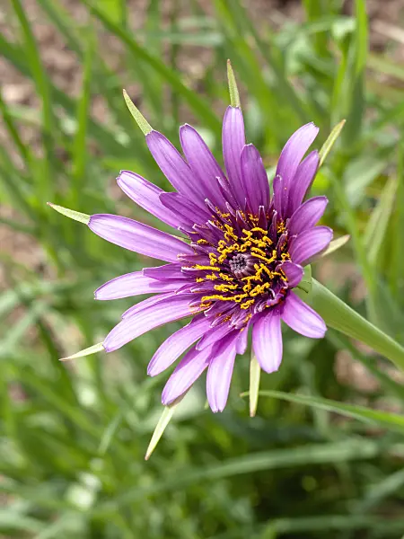 437369 - Purple salsify (Tragopogon porrifolius)