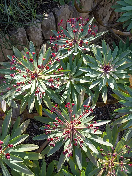 424095 - Purple spurge (Euphorbia atropurpurea)