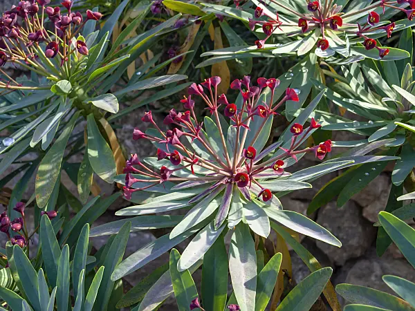 424096 - Purple spurge (Euphorbia atropurpurea)
