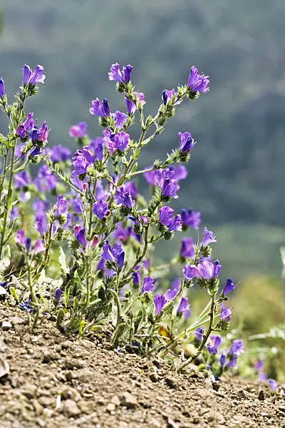 363034 - Purple viper's bugloss (Echium plantagineum)