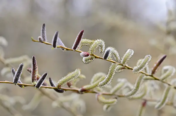 555007 - Purple willow (Salix purpurea)