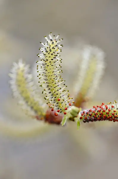 555008 - Purple willow (Salix purpurea)