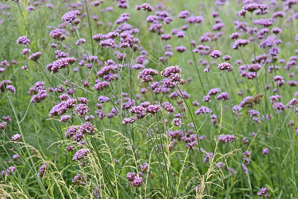 475296 - Purpletop vervain (Verbena bonariensis)