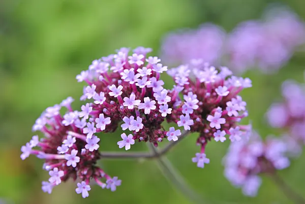 475297 - Purpletop vervain (Verbena bonariensis)