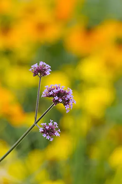 476041 - Purpletop vervain (Verbena bonariensis)