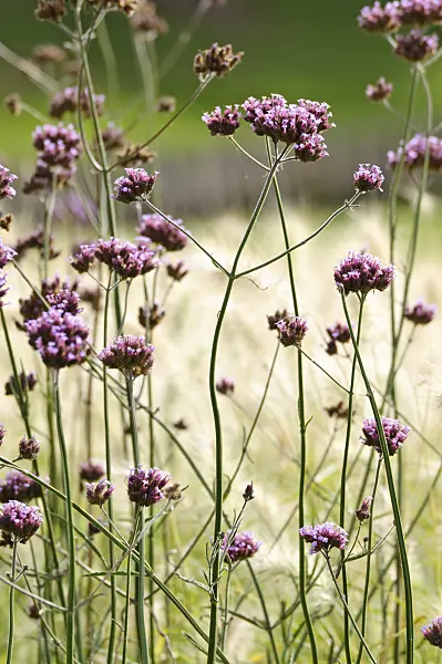 476213 - Purpletop vervain (Verbena bonariensis)