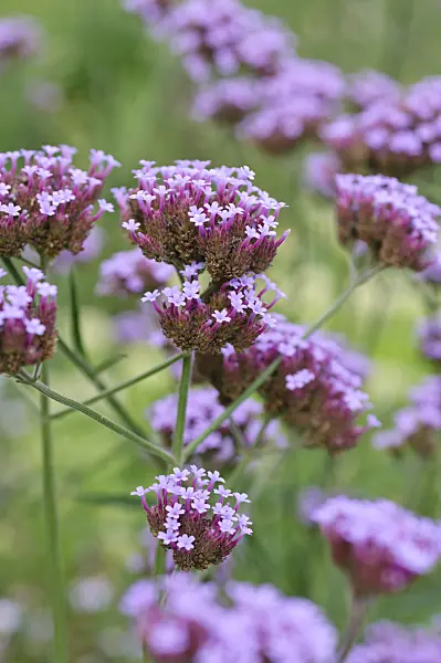 487184 - Purpletop vervain (Verbena bonariensis)