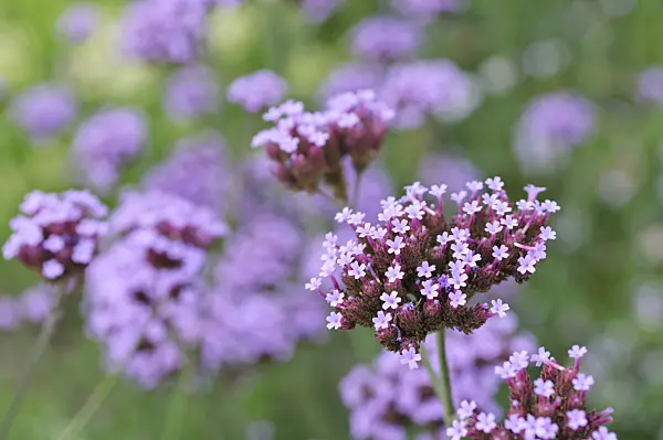 487185 - Purpletop vervain (Verbena bonariensis)