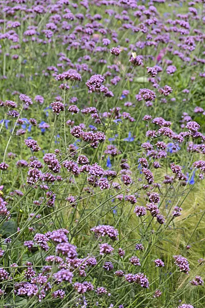 487214 - Purpletop vervain (Verbena bonariensis)