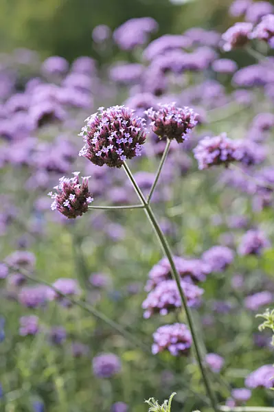 487238 - Purpletop vervain (Verbena bonariensis)