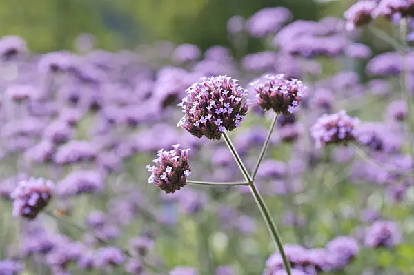 487239 - Purpletop vervain (Verbena bonariensis)
