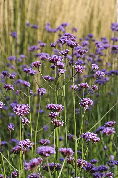 488028 - Purpletop vervain (Verbena bonariensis)