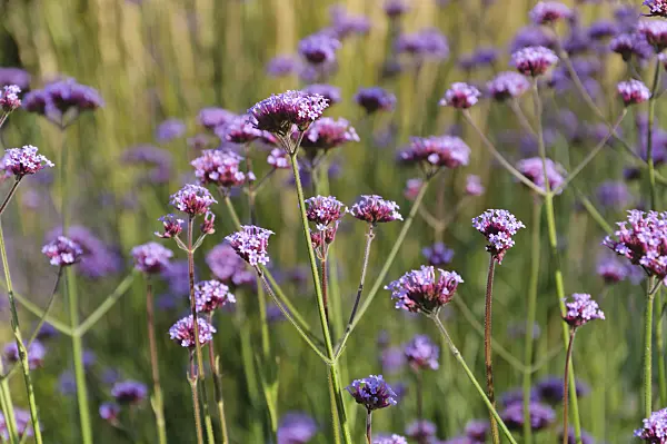 488030 - Purpletop vervain (Verbena bonariensis)