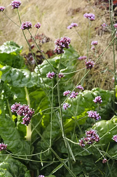 488115 - Purpletop vervain (Verbena bonariensis)