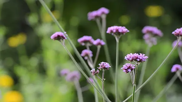 498271 - Purpletop vervain (Verbena bonariensis)