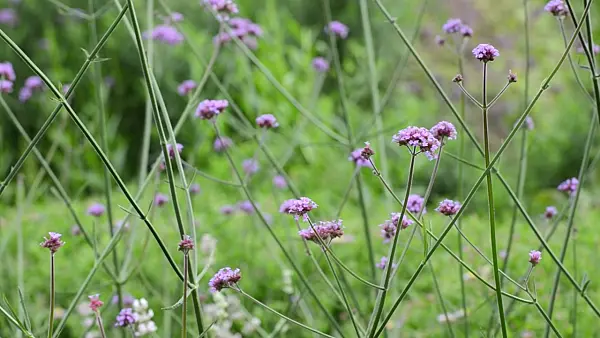 498272 - Purpletop vervain (Verbena bonariensis)