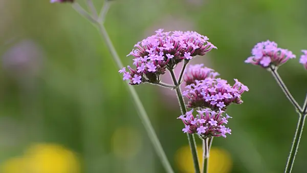 498273 - Purpletop vervain (Verbena bonariensis)