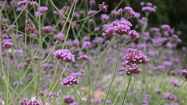 499126 - Purpletop vervain (Verbena bonariensis)