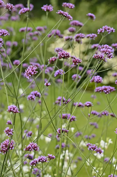 523048 - Purpletop vervain (Verbena bonariensis)