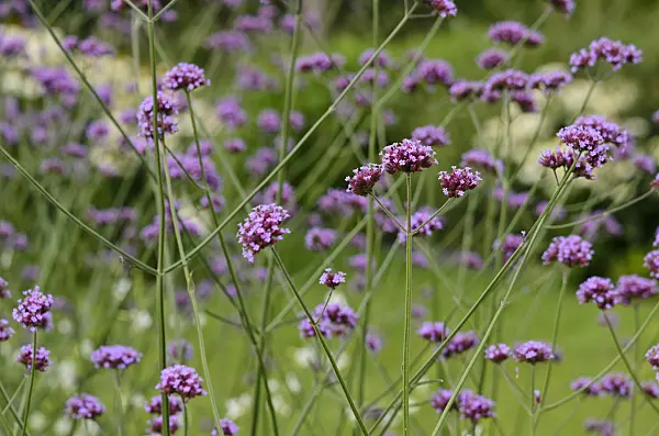 523049 - Purpletop vervain (Verbena bonariensis)