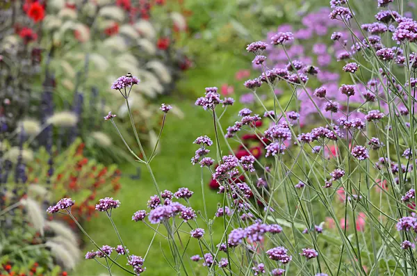 523150 - Purpletop vervain (Verbena bonariensis)